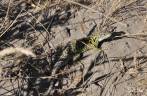 Lagarto amarelo em trilha na Península Valdés, no litoral da  patagônia argentina